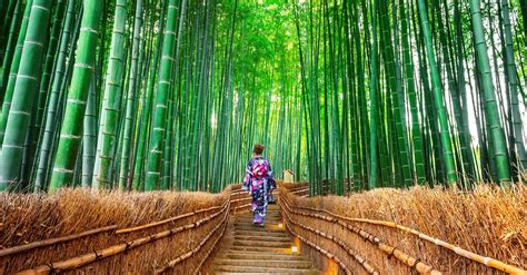 A Floresta de Bambus da Cidade de Huzhou: Um Sonho Verde e Suspense Aéreo!