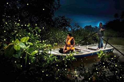 Kuala Selangor Fireflies Park: Uma Dança Encantadora de Luz sobre as Águas!